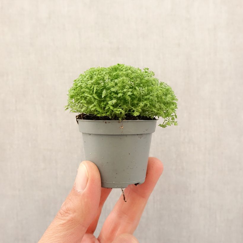 Selaginella apoda - Meadow spikemoss Mini-plante sample as delivered in spring