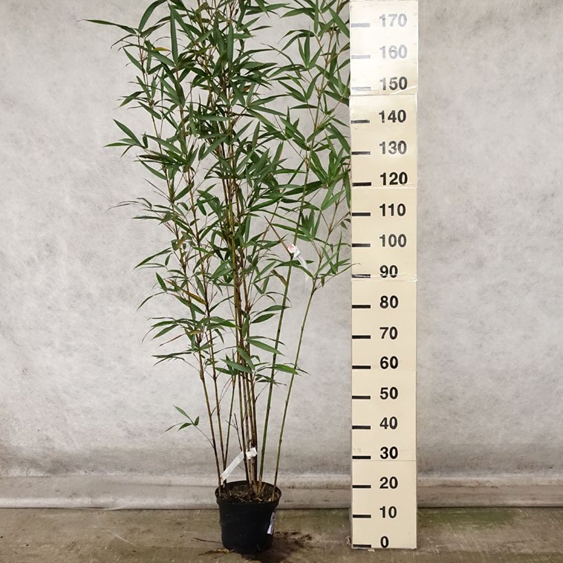 Semiarundinaria fastuosa var. viridis 4L/5L pot sample as delivered in autumn