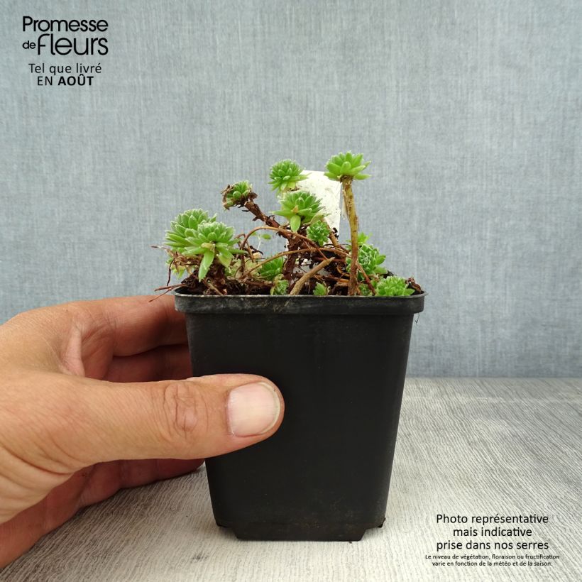 Sempervivum arachnoideum 8/9 cm pot sample as delivered in summer