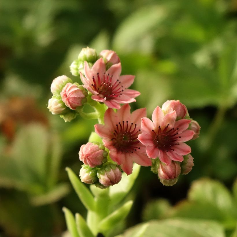 Sempervivum arachnoideum Rubrum (Flowering)