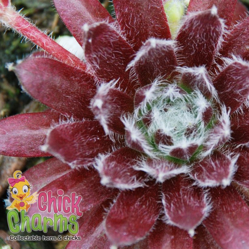 Sempervivum Chick Charms Cosmic Candy (Foliage)
