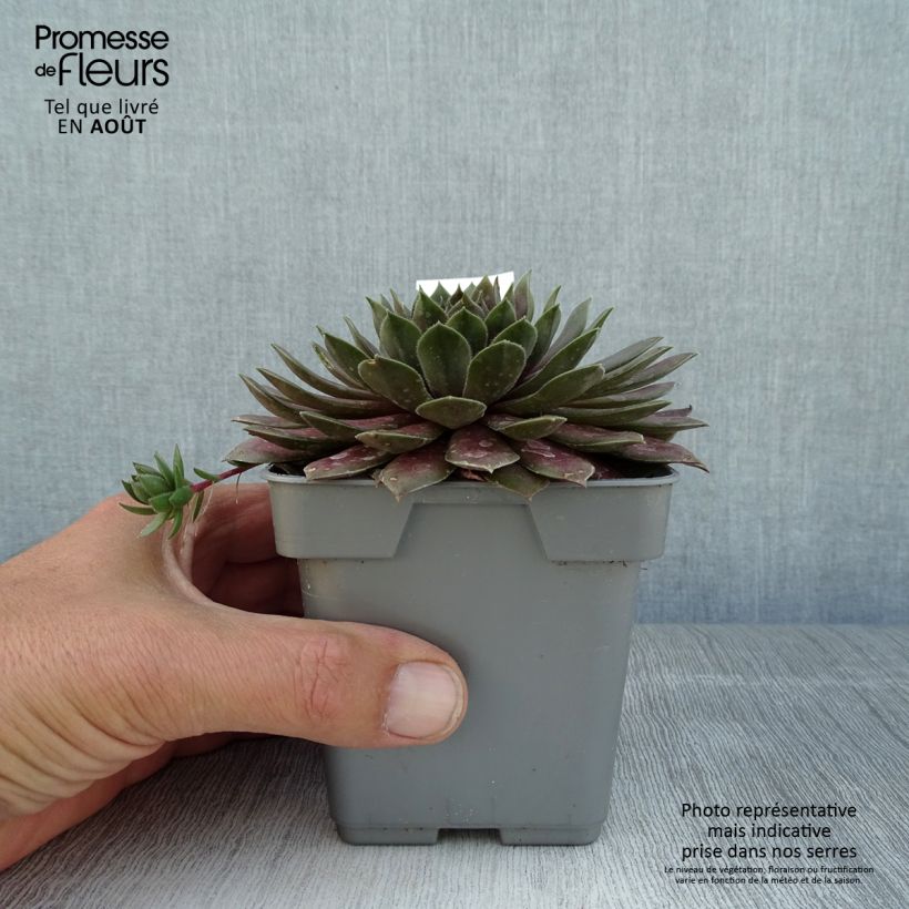 Sempervivum Chick Charms Cosmic Candy 10cm/11cm pot sample as delivered in summer
