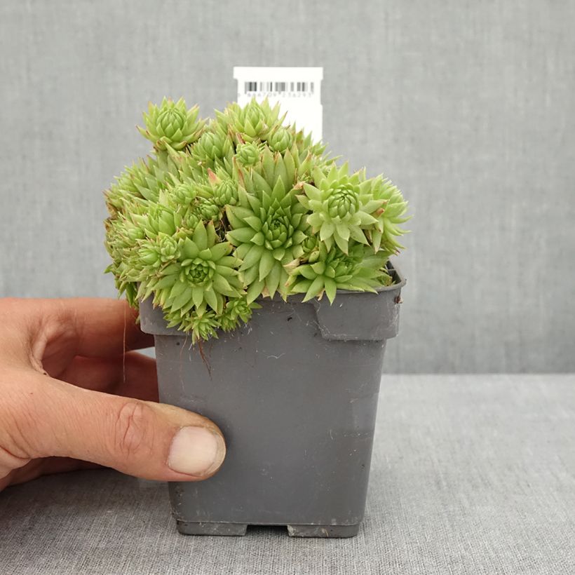 Sempervivum hybrida Chick Charms Key Lime Kiss 10cm/11cm pot sample as delivered in summer