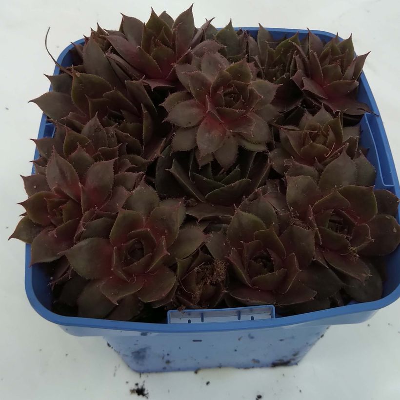 Example of Sempervivum Chick Charms Plum Perfect  - Joubarbe Pot de 10 cm/11cm specimen as delivered