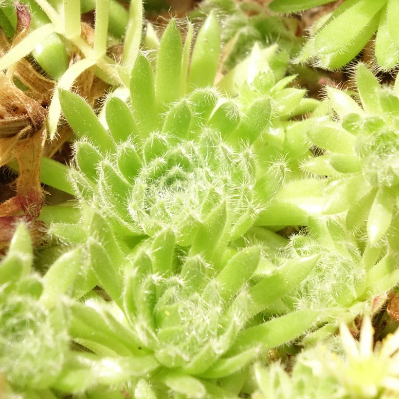 Sempervivum ciliosum var. borisii (Foliage)