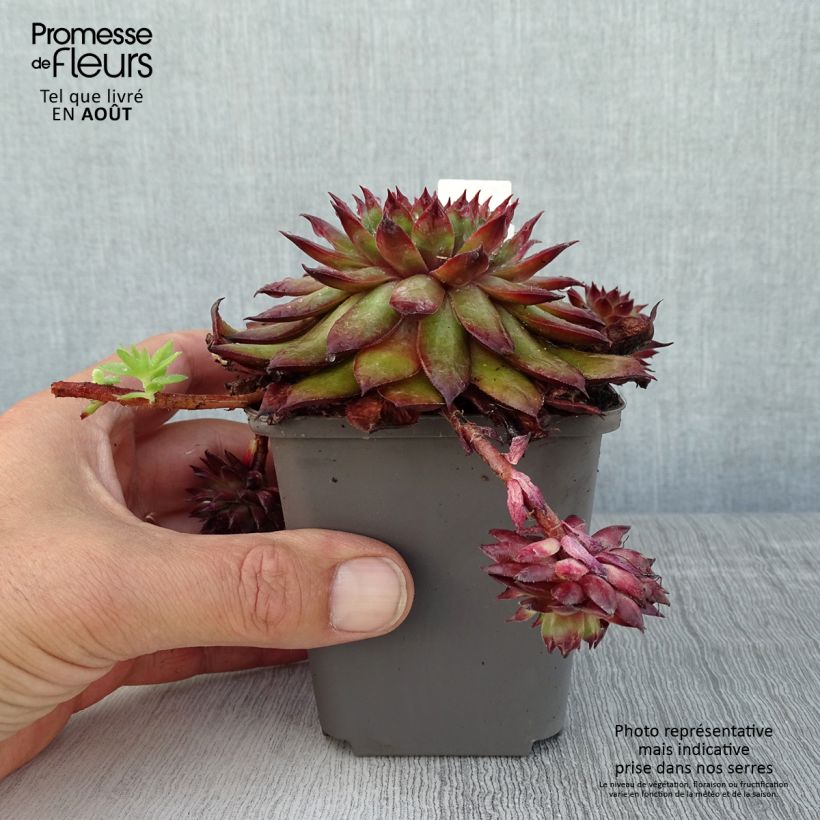Sempervivum Dark Beauty 8/9 cm pot sample as delivered in summer