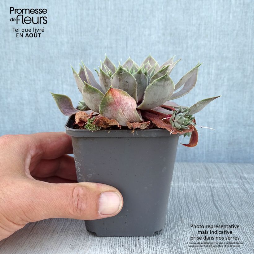 Sempervivum Feldmaier 8/9 cm pot sample as delivered in summer