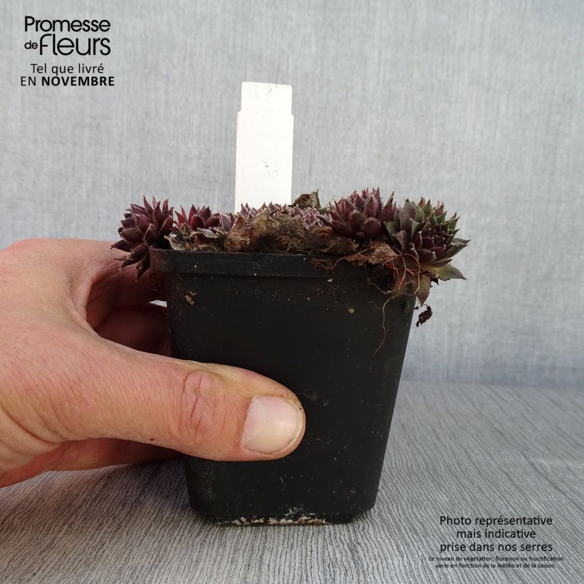 Sempervivum Pilatus - Joubarbe hybride bronze-violacé. Godet de 8/9 cm sample as delivered in autumn