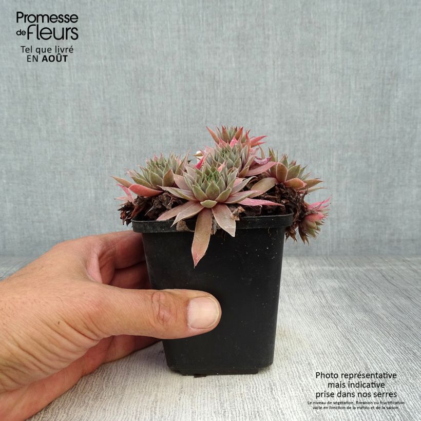 Sempervivum Purple Beauty - Joubarbe bleu vert teinté de pourpre Godet de 8/9 cm sample as delivered in summer