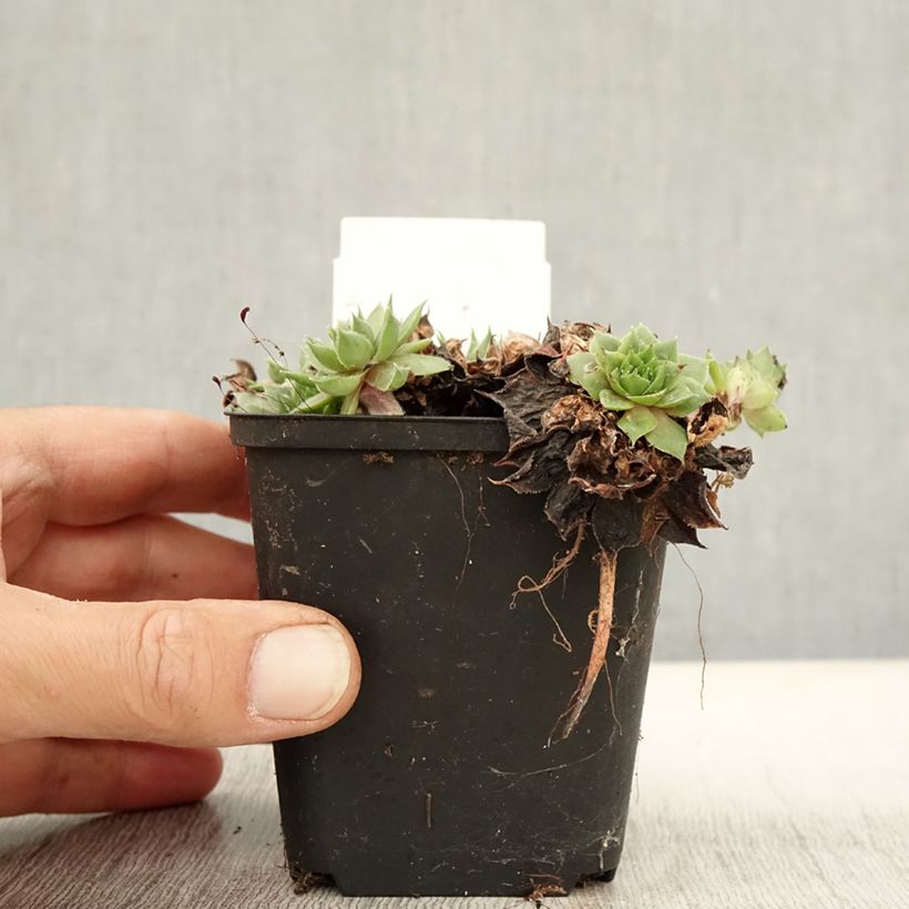 Sempervivum Rauher Kulm 8/9 cm pot sample as delivered in autumn