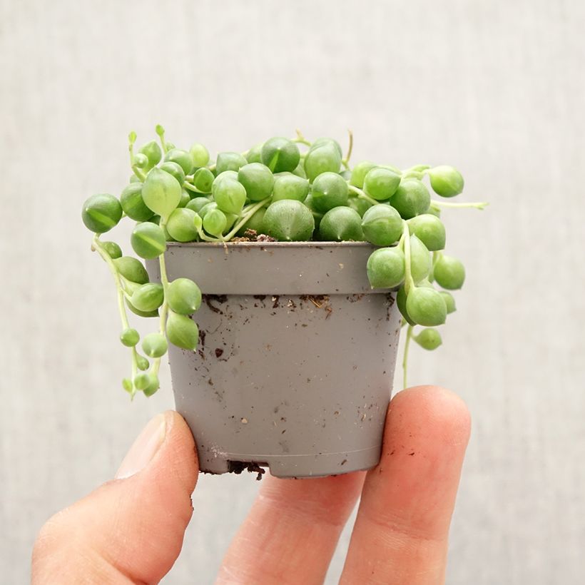 Senecio herreianus - String of tears Mini-plante sample as delivered in spring