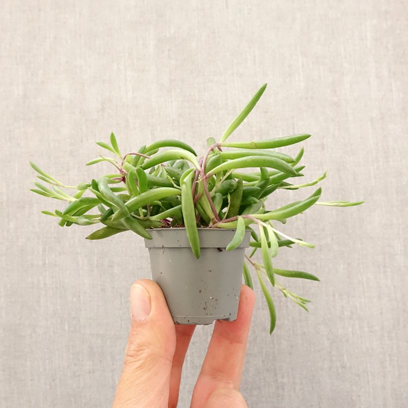 Senecio herreianus Purple Flush - String of tears Mini-plante sample as delivered in spring