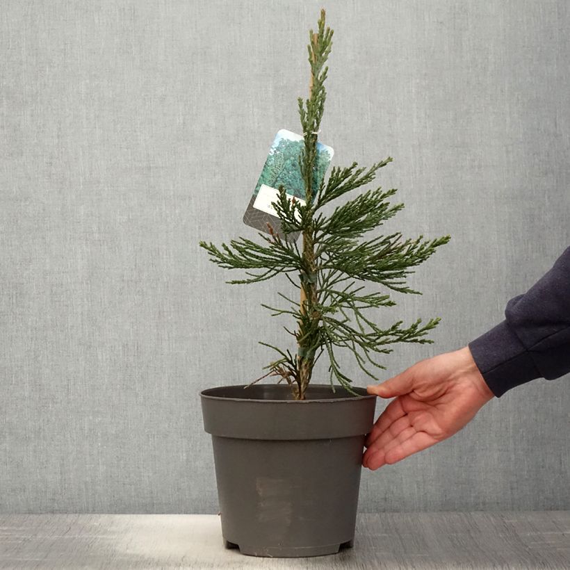 Sequoiadendron giganteum Glaucum 4L/5L potShipped height around 50/60cm sample as delivered in spring