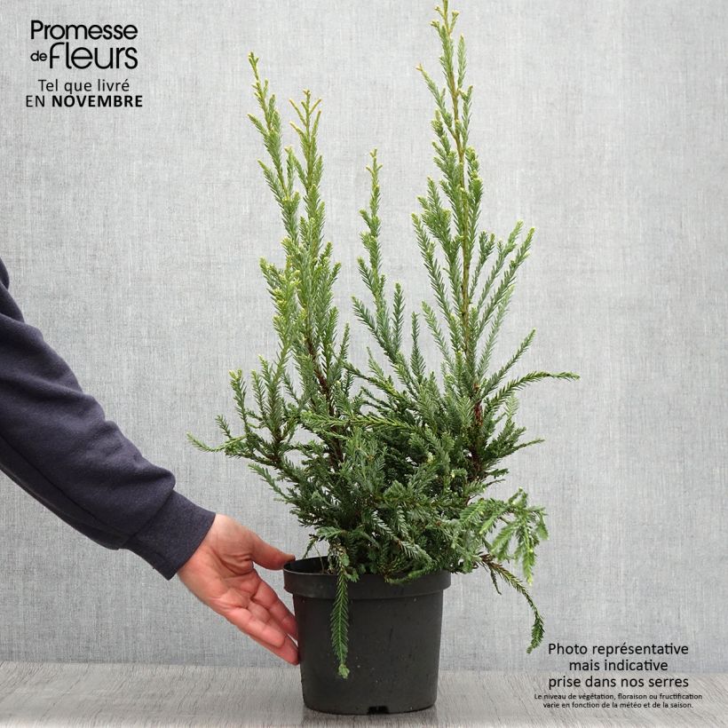 Sequoia sempervirens Adpressa 3L/4L pot sample as delivered in autumn