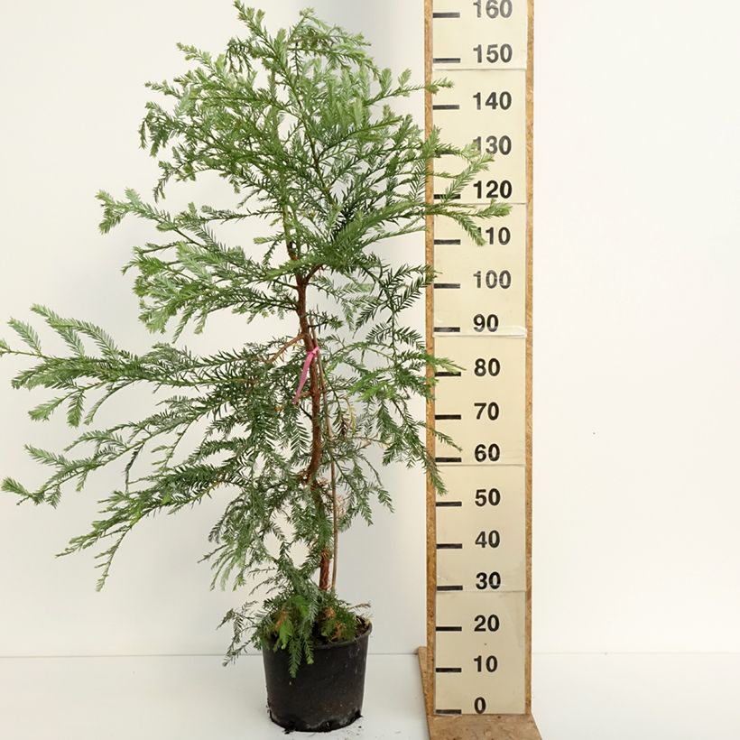 Sequoia sempervirens - Yew-leaved sequoia 7.5L/10L pot sample as delivered in summer
