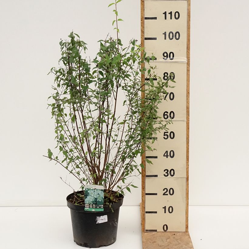 Philadelphus lemoinei - Mock Orange 7.5L/10L pot sample as delivered in summer