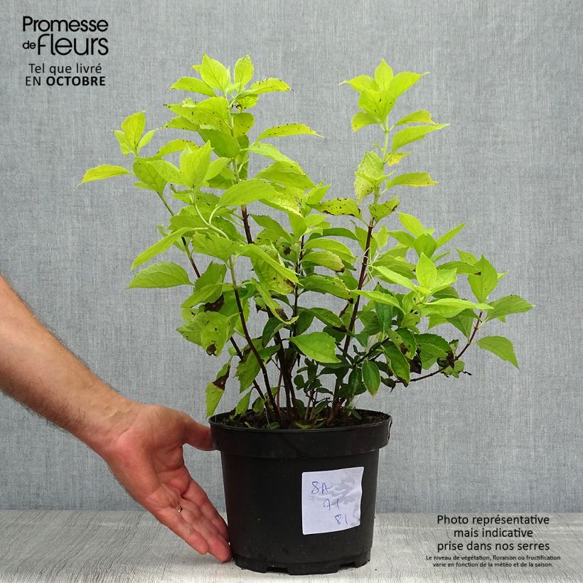 Philadelphus coronarius Aureus - Mock Orange 2L/3L pot sample as delivered in autumn