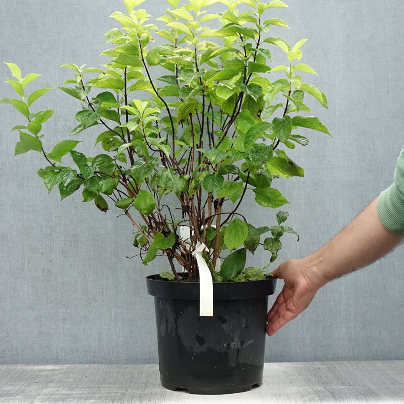 Philadelphus coronarius Aureus - Mock Orange 7.5L/10L potShipped height around 60/70cm sample as delivered in summer