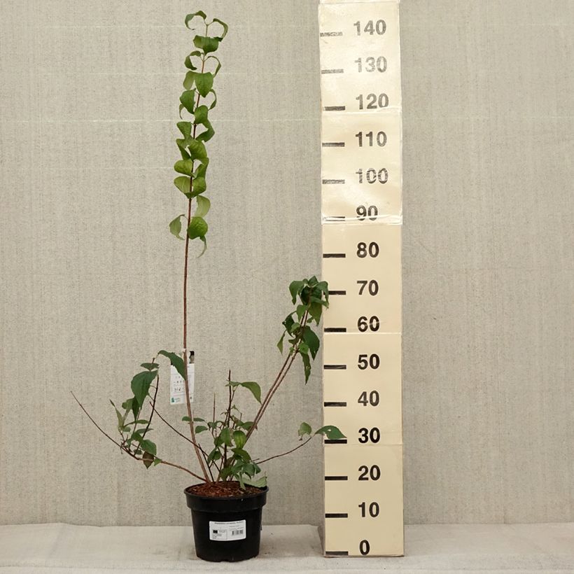Philadelphus coronarius Godzisz - Mock Orange 4L/5L potShipped height around 60/80cm sample as delivered in autumn
