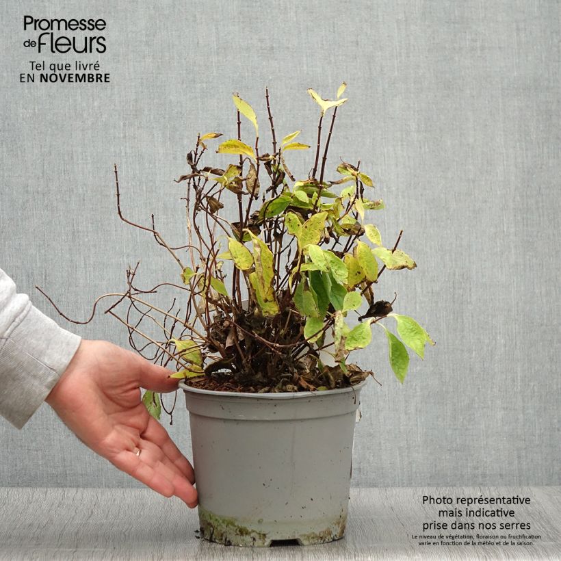 Philadelphus coronarius Kostelec WB - Mock Orange 3L/4L pot sample as delivered in autumn