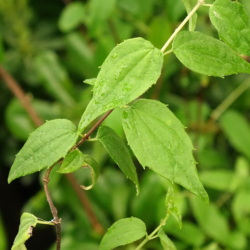 Philadelphus mexicanus - Mock Orange (Foliage)