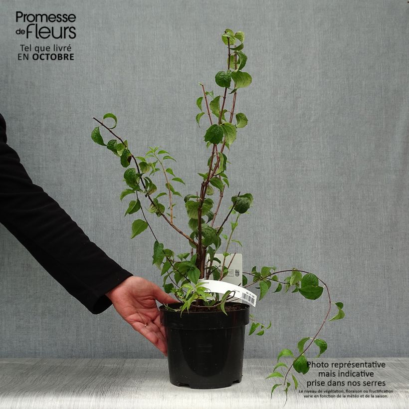 Seringat - Philadelphus Beauclerk en pot de 2l/3l sample as delivered in autumn