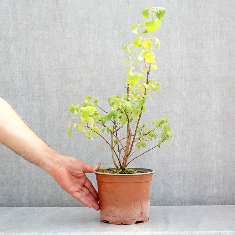 Philadelphus coronarius Justynka - Mock Orange 3L/4L pot sample as delivered in summer