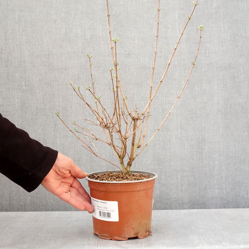 Philadelphus coronarius Justynka - Mock Orange 3L/4L potShipped height around 60/80cm sample as delivered in spring