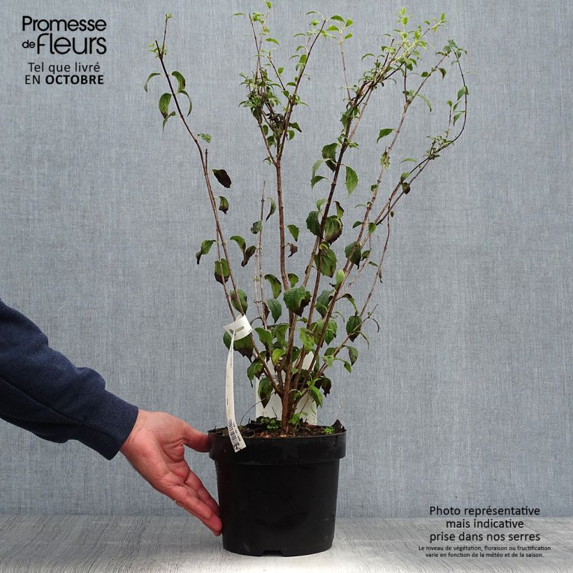 Seringat - Philadelphus Frosty Morn Pot de 3L/4L sample as delivered in autumn