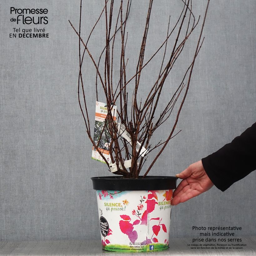 Seringat - Philadelphus Snowbelle en pot de 7,5L/10L sample as delivered in autumn