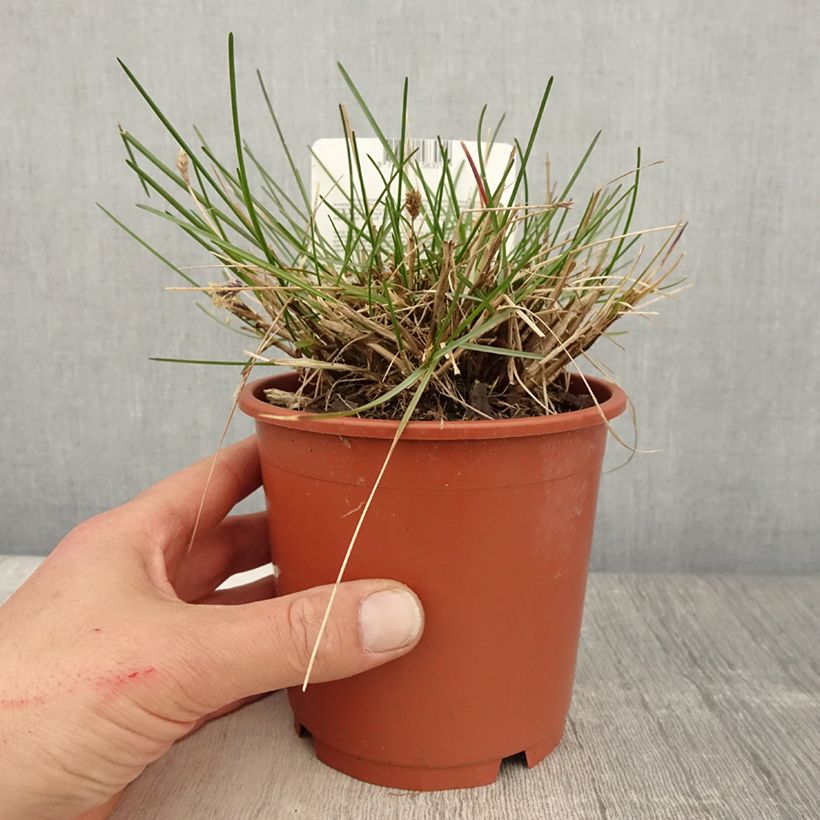 Sesleria caerulea - Seslérie bleue Pot de 1L/1.5L sample as delivered in spring