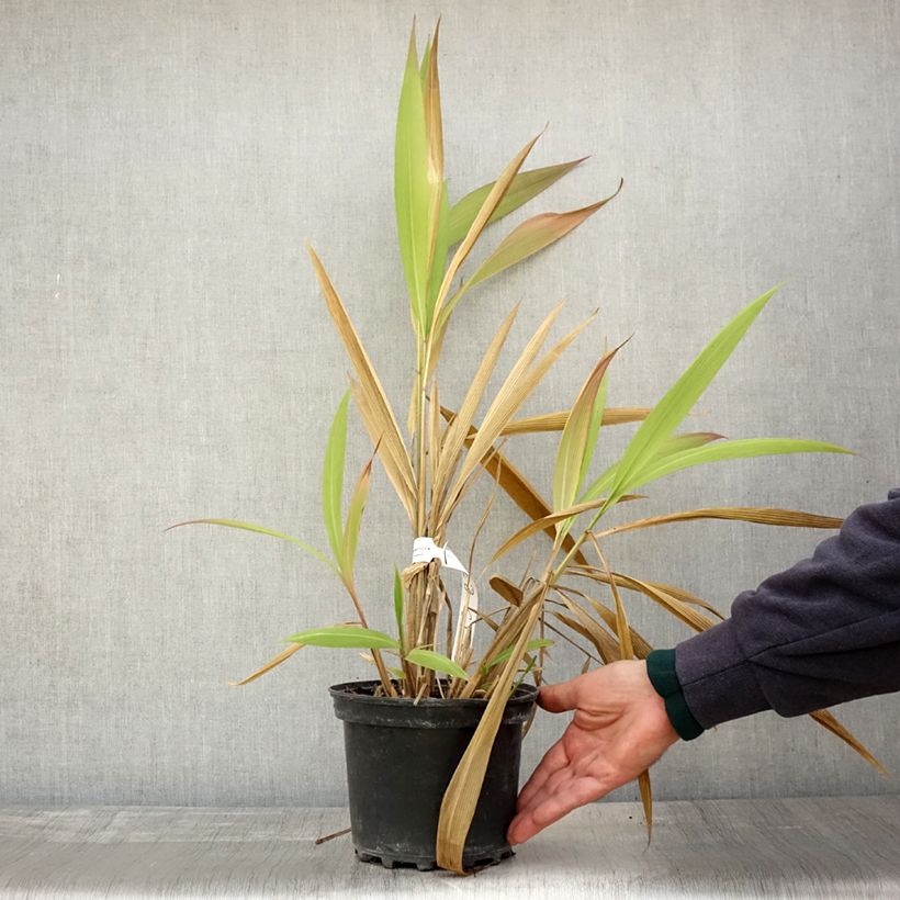 Setaria palmifolia 2L/3L pot sample as delivered in autumn