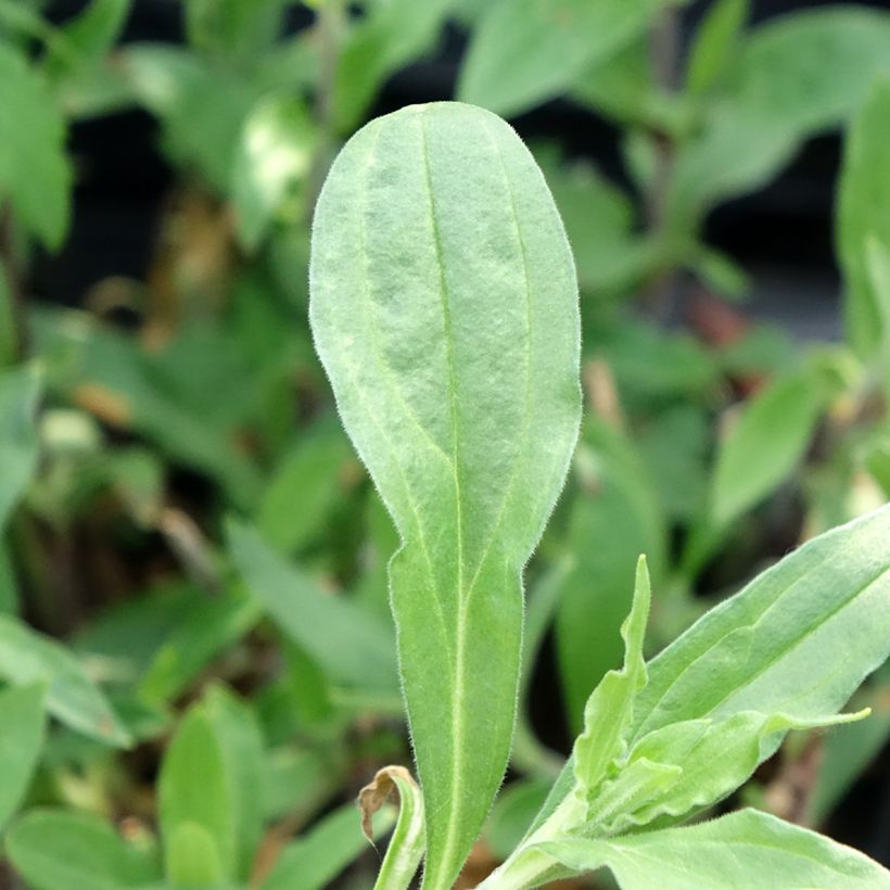 Silene latifolia subsp. alba - White campion (Foliage)