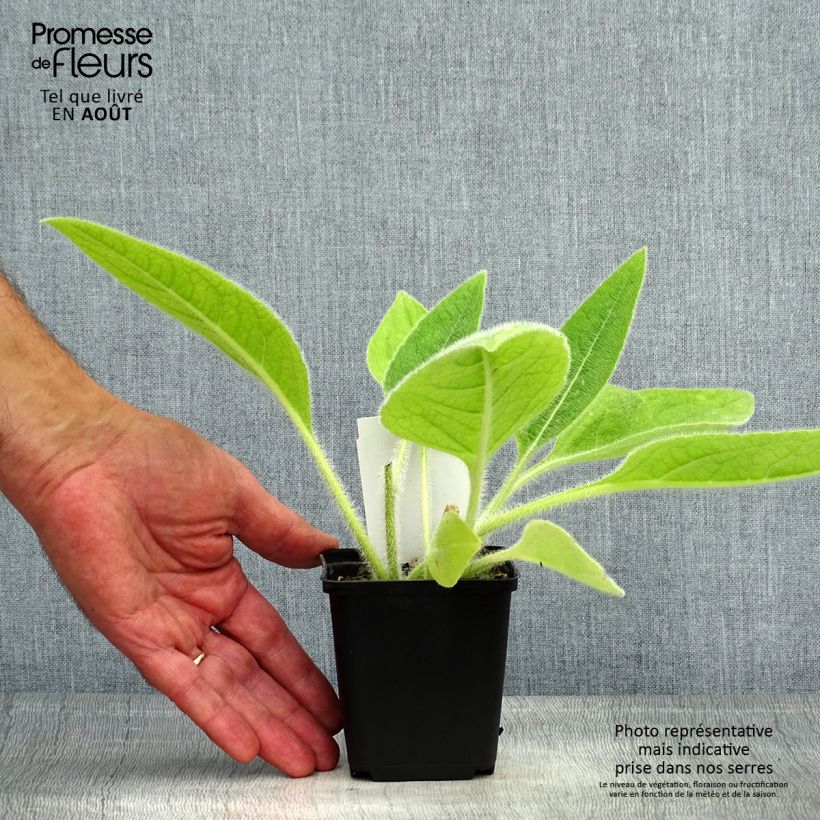 Silphium mohrii Godet de 8/9 cm sample as delivered in summer