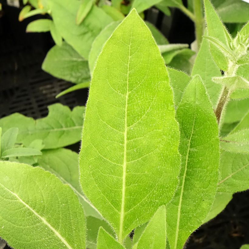 Silphium mohrii (Foliage)