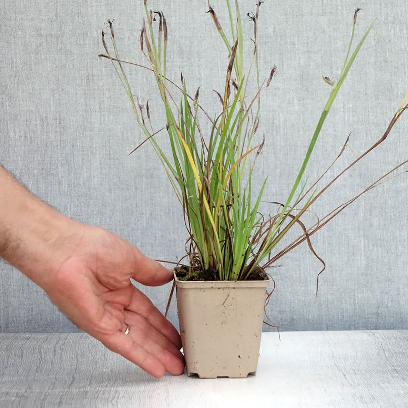 Sisyrinchium angustifolium Lucerne 8/9 cm pot sample as delivered in summer