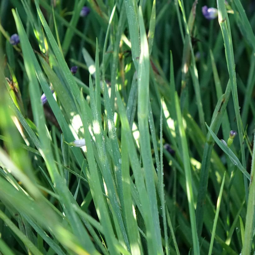 Sisyrinchium angustifolium Lucerne (Foliage)