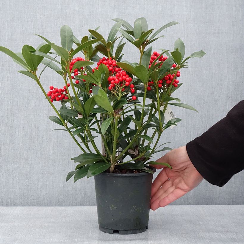 Skimmia japonica Pabella - Japanese Skimmia 2L/3L potShipped height around 30/35cm sample as delivered in winter