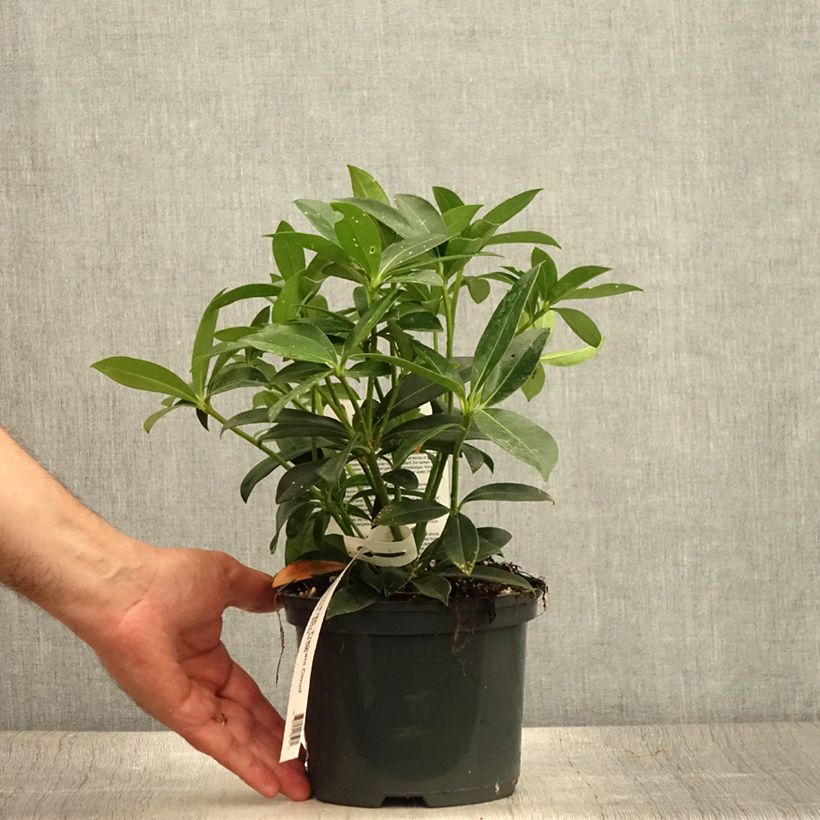 Skimmia japonica Fragrant Cloud 2L/3L pot sample as delivered in summer
