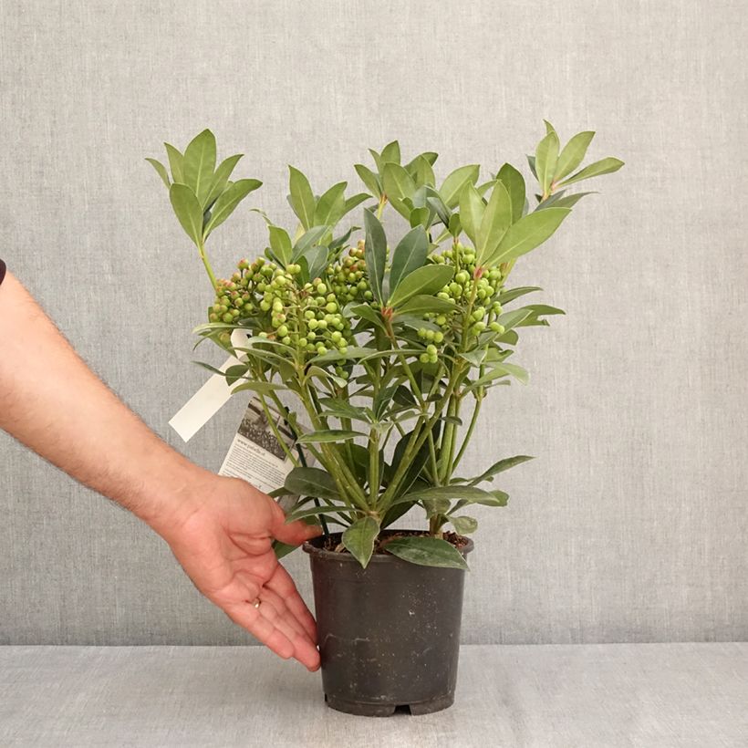 Skimmia japonica Pabella - Japanese Skimmia 2L/3L pot sample as delivered in summer