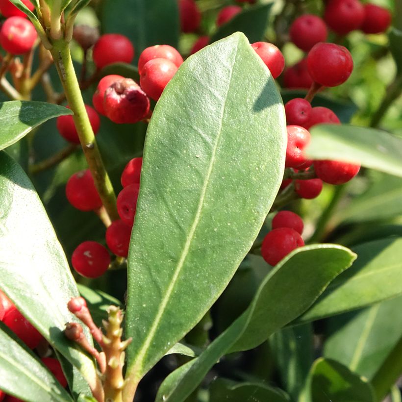 Skimmia japonica Pabella - Japanese Skimmia (Foliage)