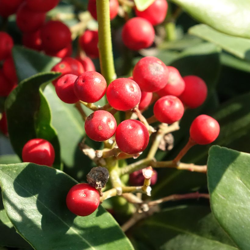 Skimmia japonica Pabella - Japanese Skimmia (Harvest)