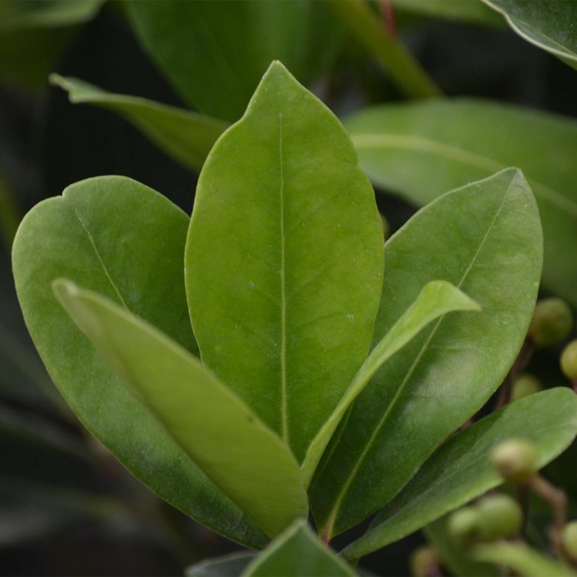 Skimmia japonica Veitchii (Foliage)