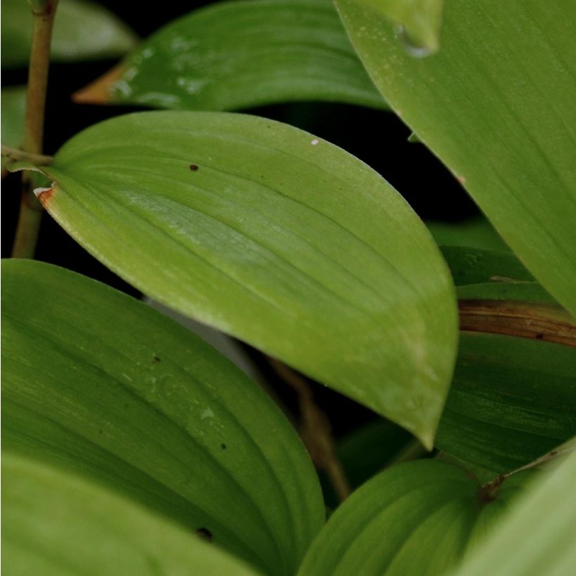 Smilacina racemosum (Foliage)