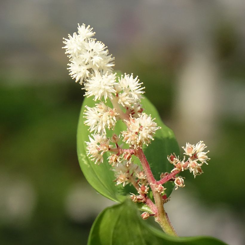 Smilacina racemosum (Flowering)