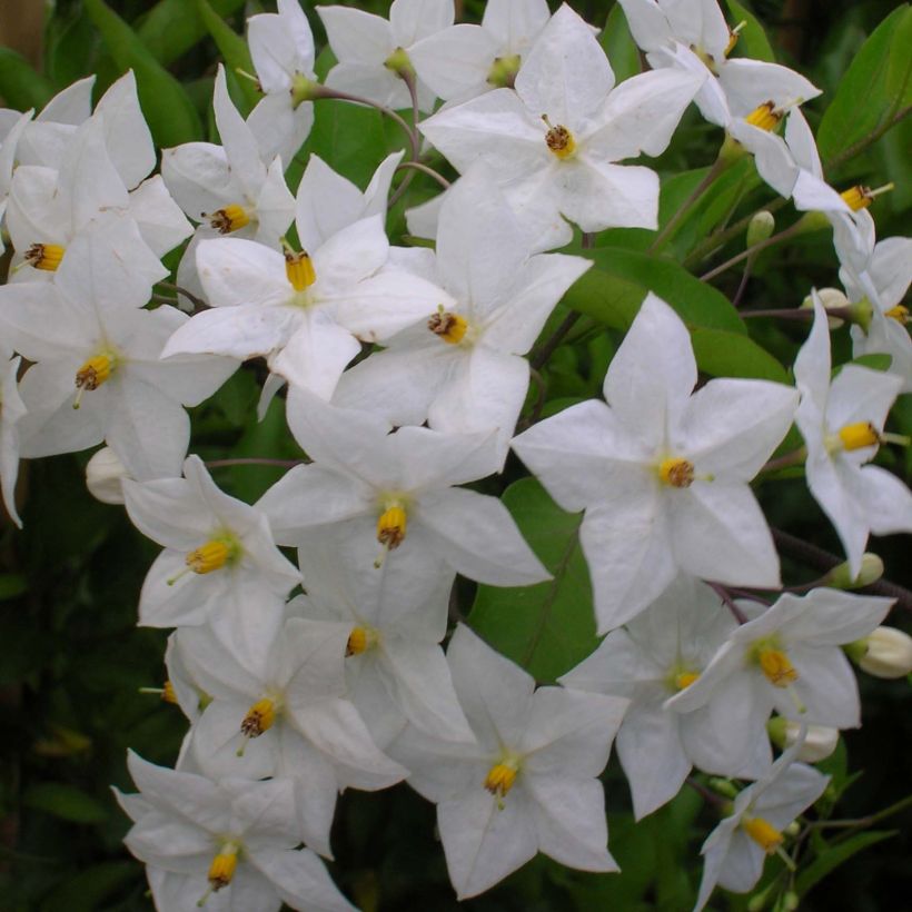 Solanum jasminoides Album (Flowering)
