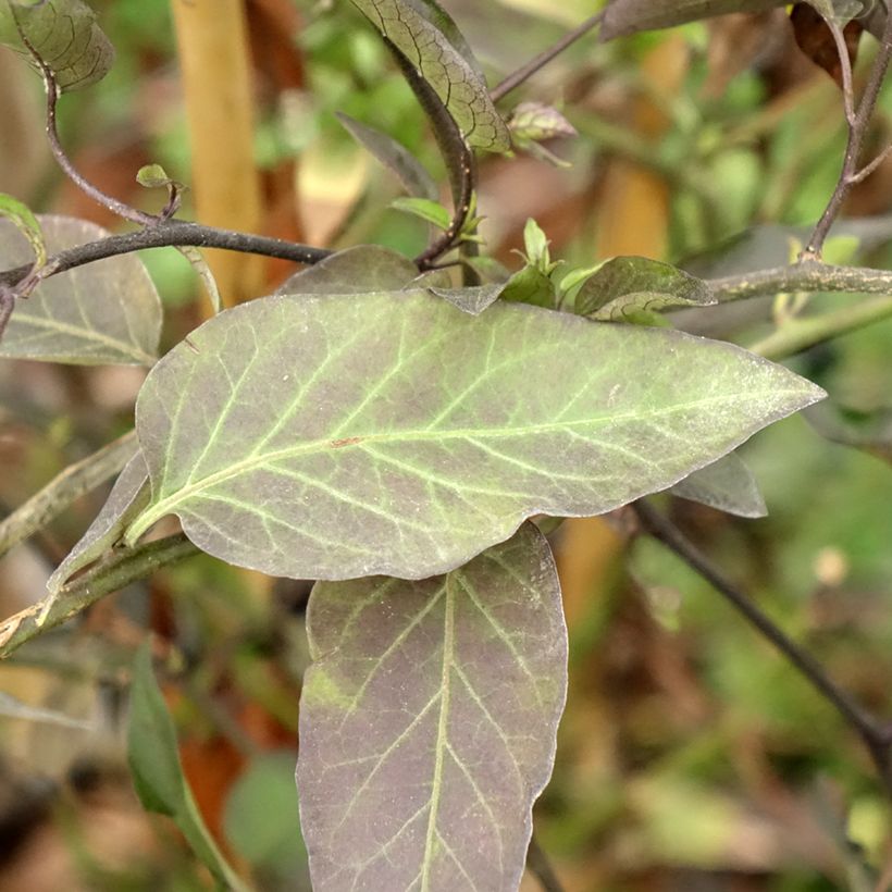Solanum jasminoides (Foliage)