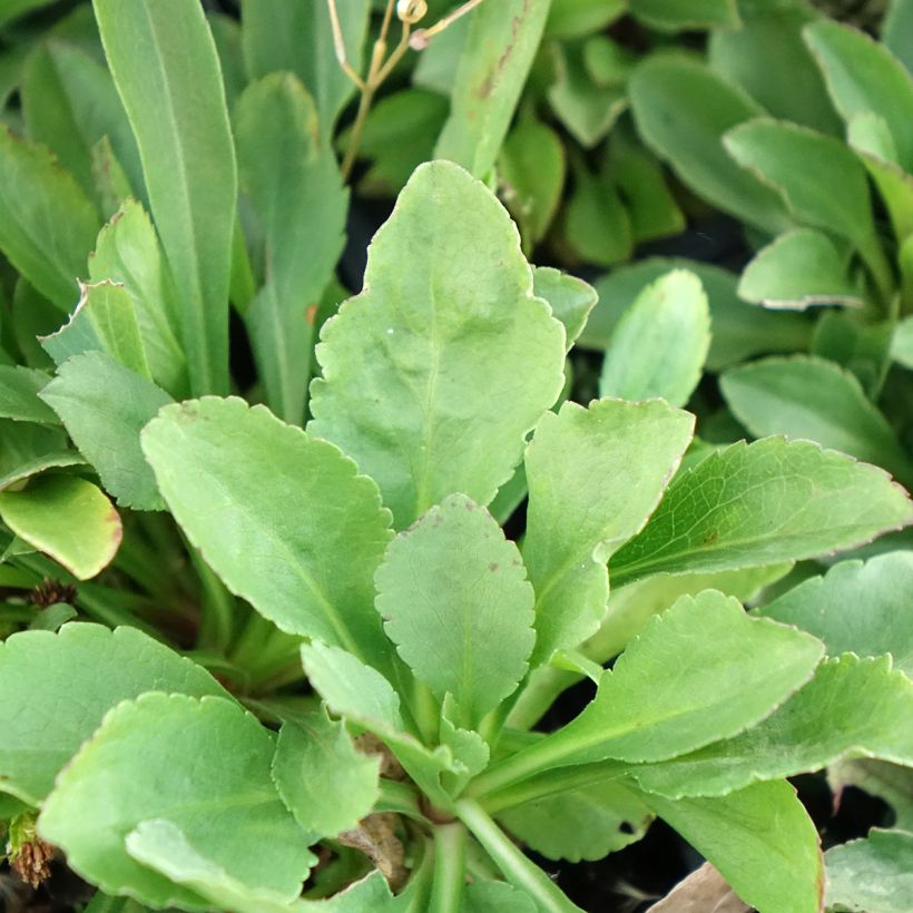 Solidago cutleri (Foliage)