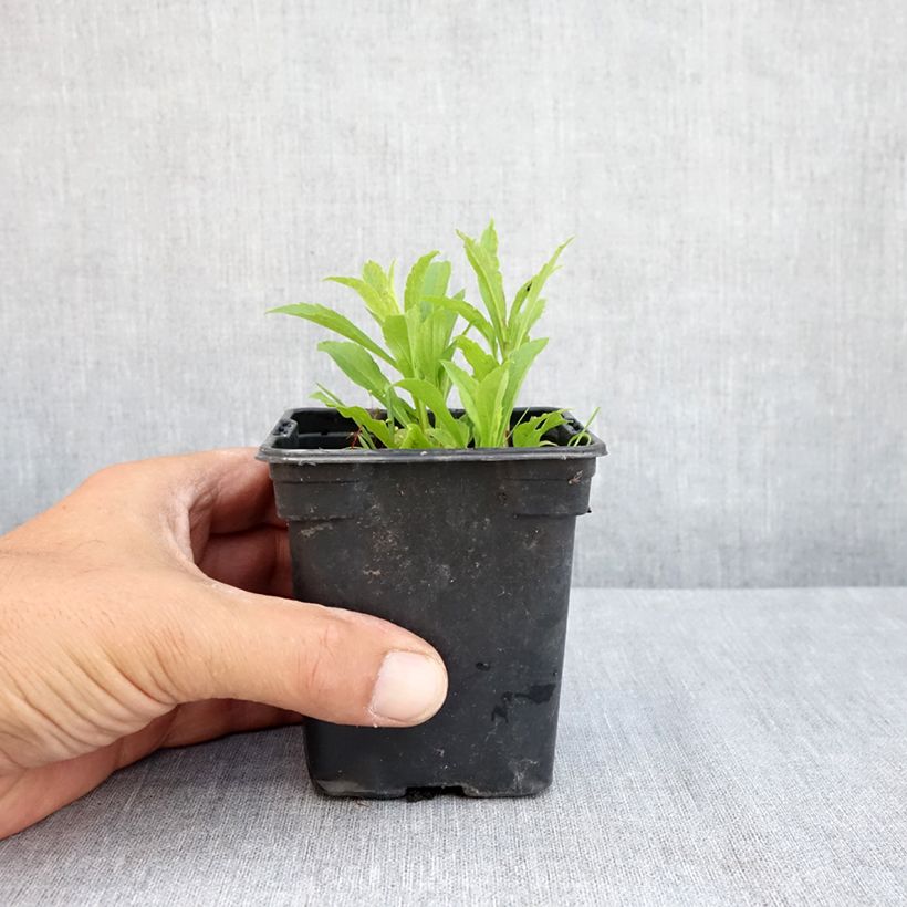 Solidago canadensis Gold King 7/8 cm pot sample as delivered in summer