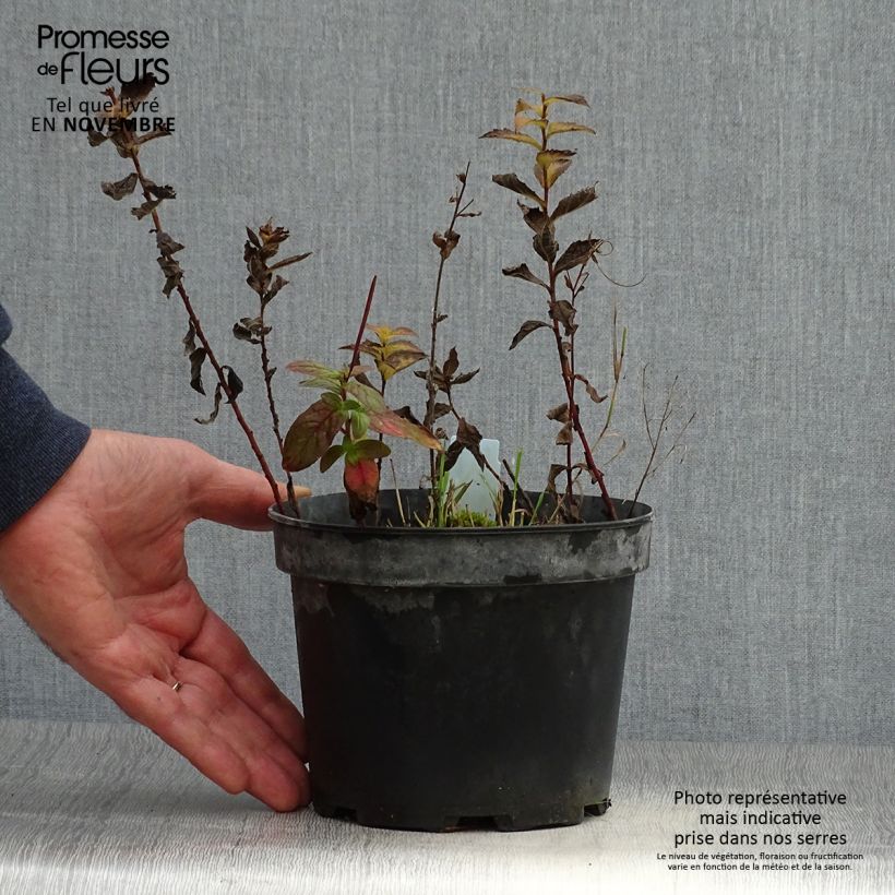 Solidago rugosa - Verge d'or rugueuse Pot de 2L/3L sample as delivered in autumn